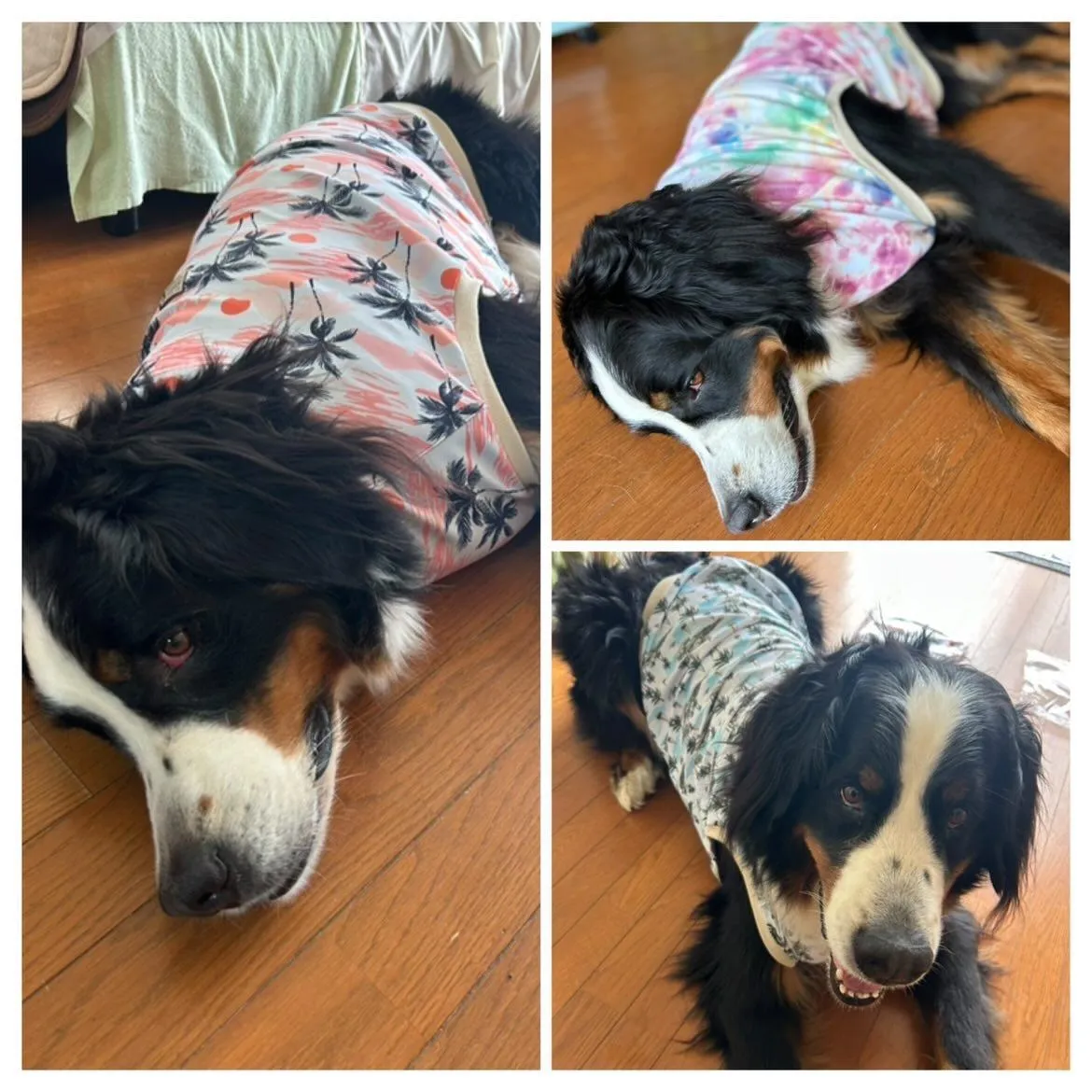 UVカットシリーズで『レオちゃん』😊💕