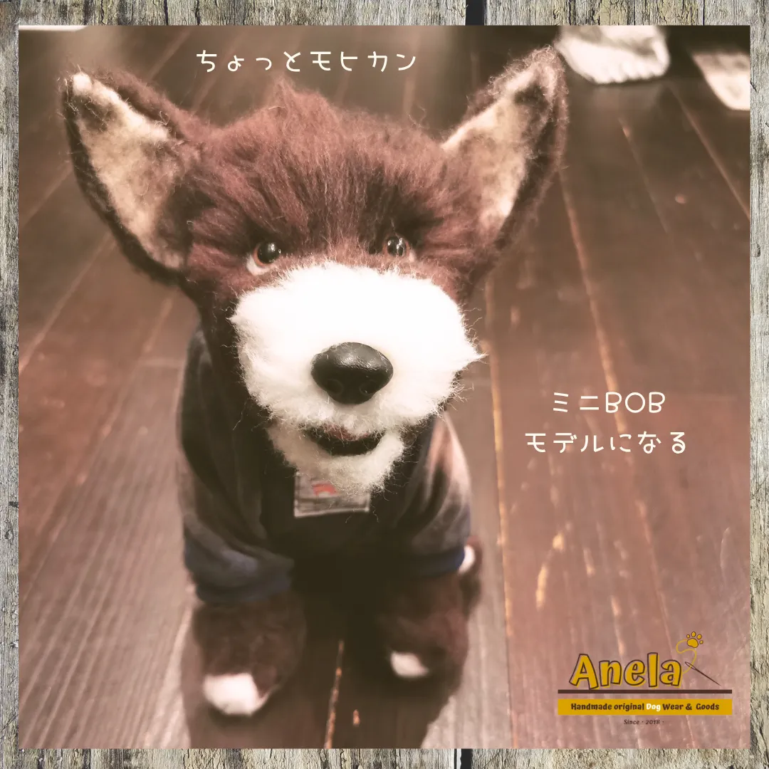 ミニBOBモデルになる😊