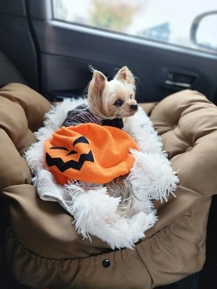 素敵なお写真のご紹介☆