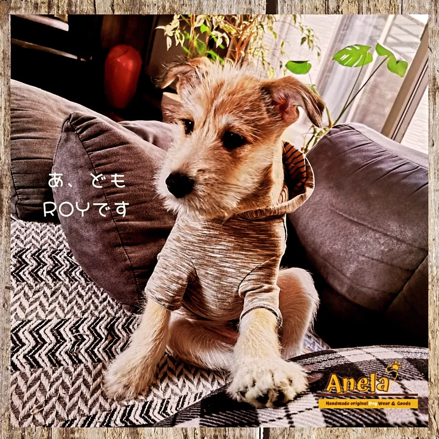 改めまして☆『ROY』です🐶💕