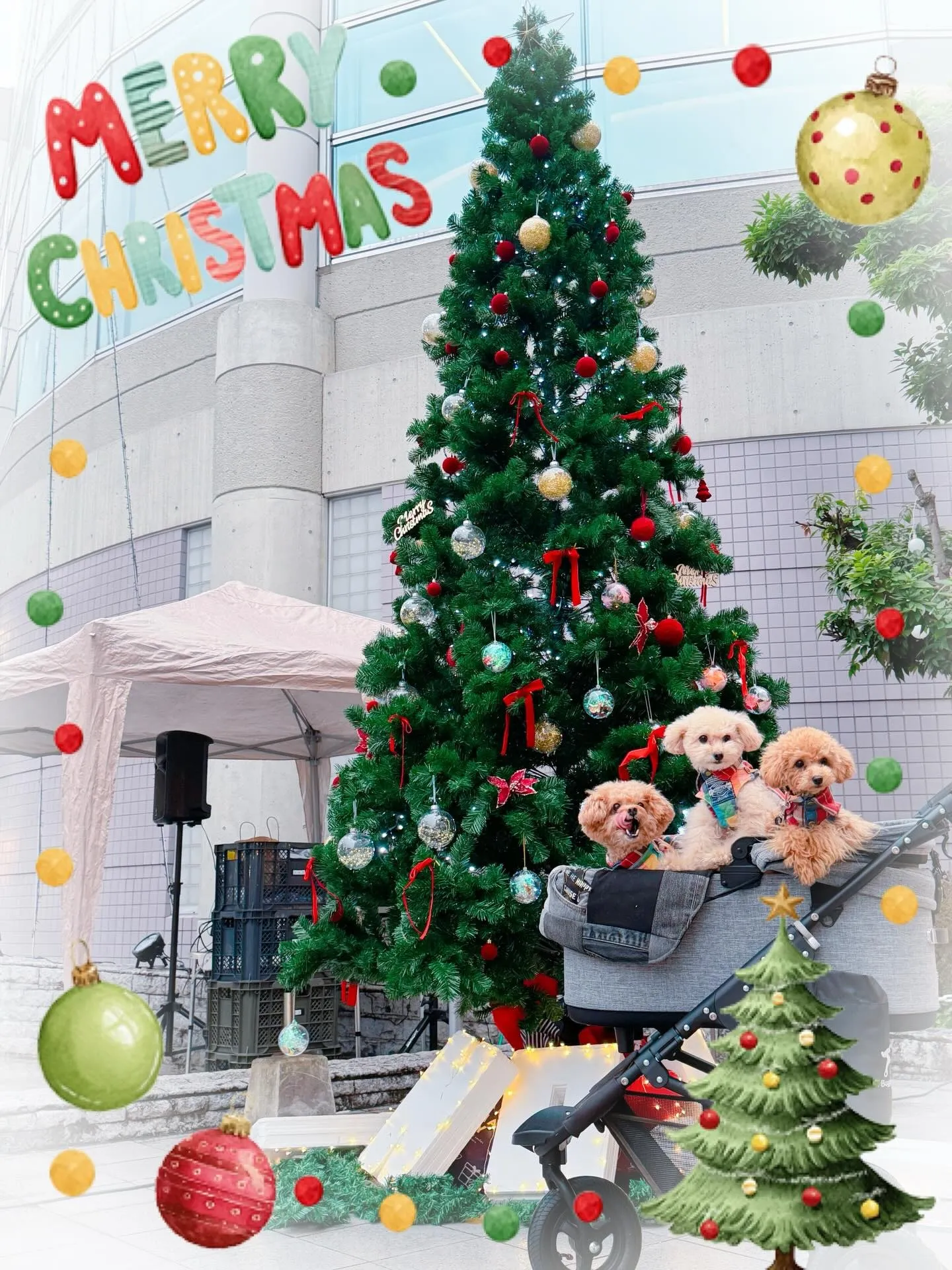 ✨🎄Merry Merry Christmas🎄✨