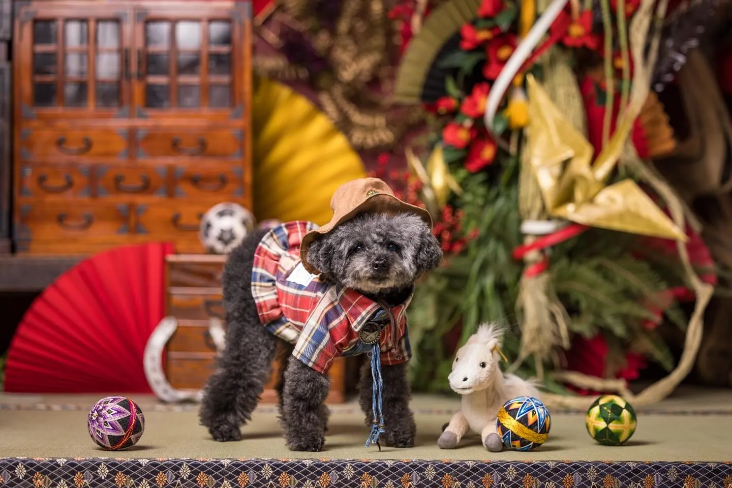 可愛いお写真のご紹介☆『くろまめちゃん』😊☆