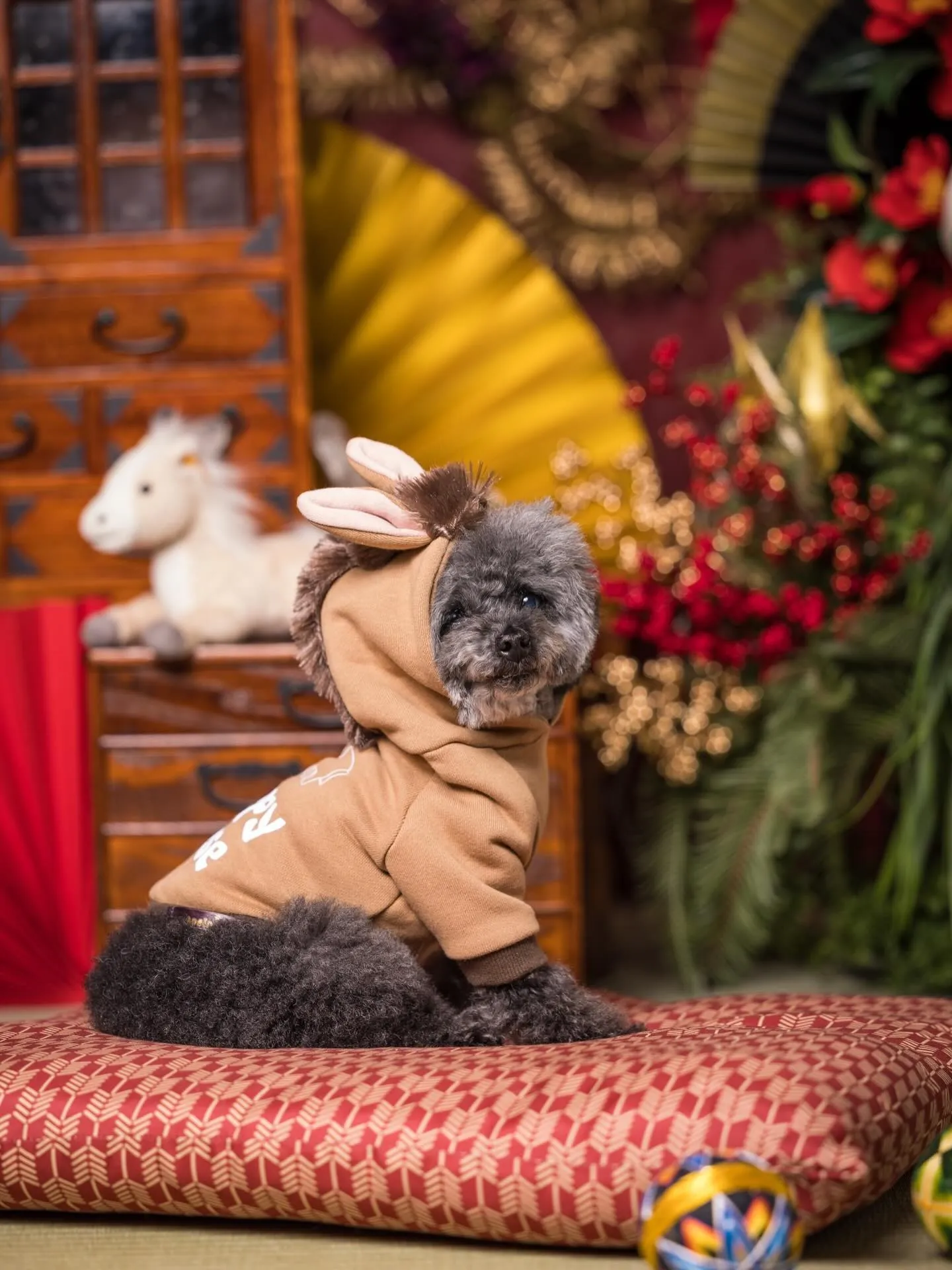 可愛いお写真のご紹介☆『くろまめちゃん』😊☆