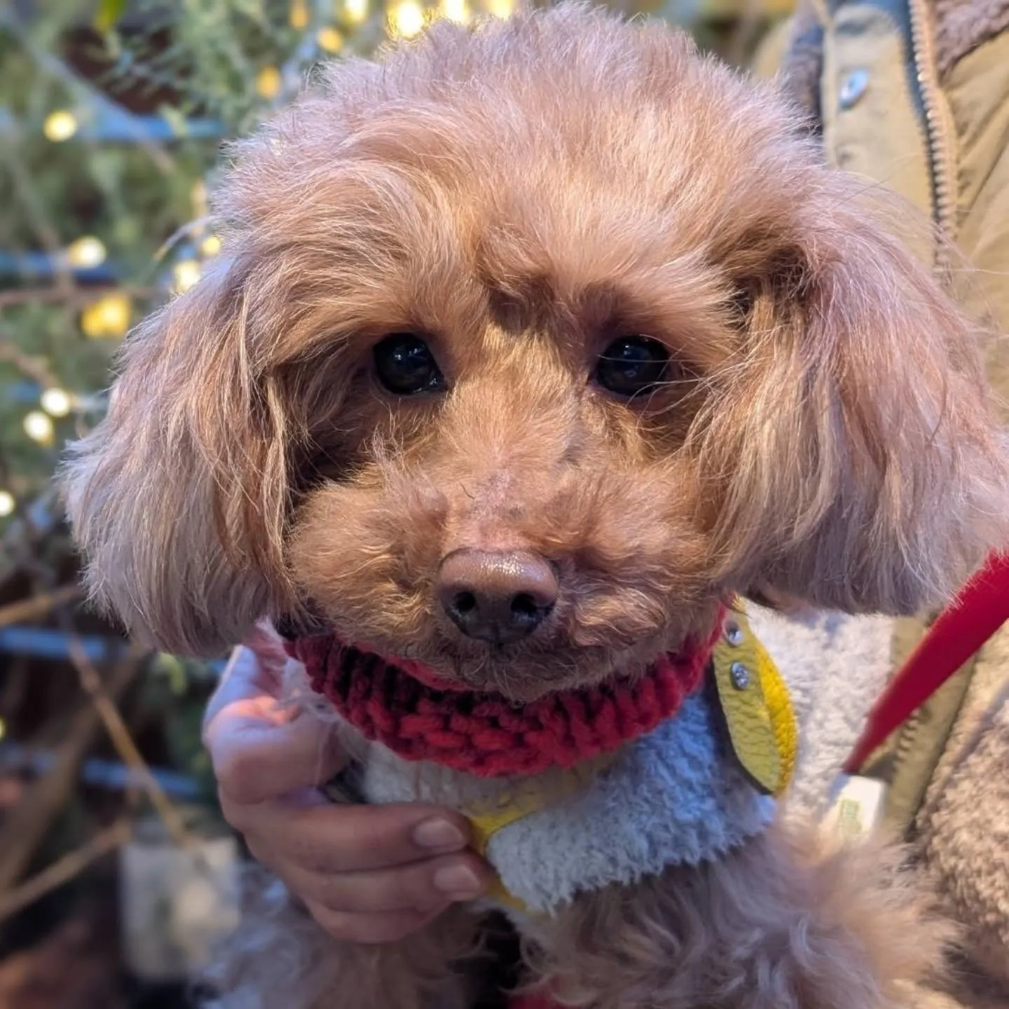 可愛いお写真のご紹介☆『ラムくん』と『カリブくん』💕