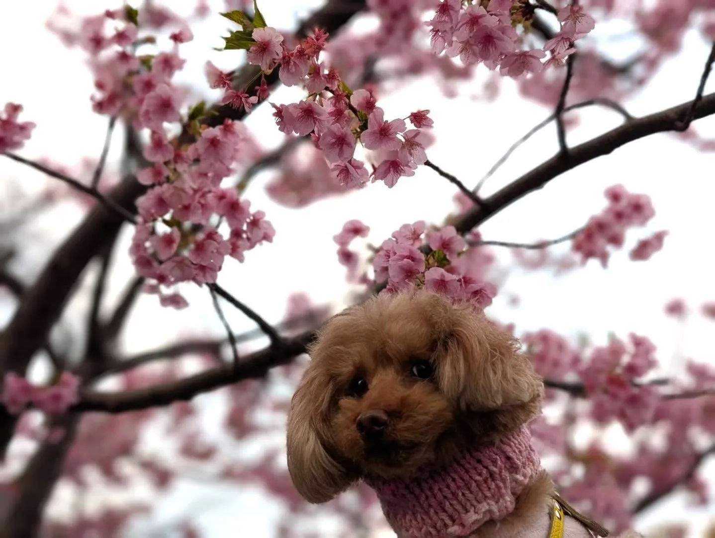 可愛いお写真のご紹介☆『ラムくん』『カリブくん』😊☆