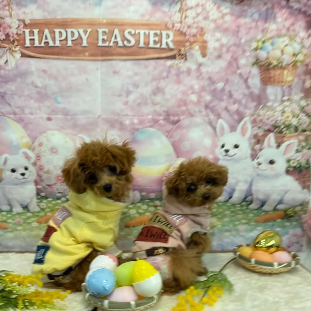 素敵なお写真のご紹介☆