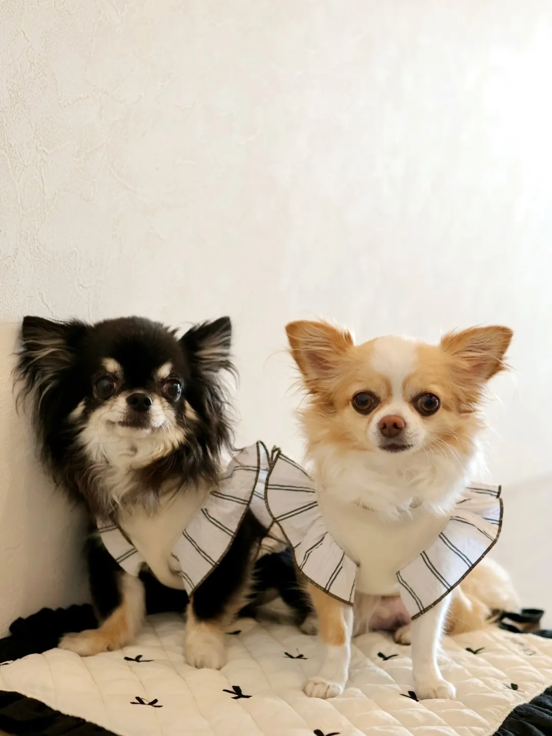 可愛いお写真のご紹介☆『ナイトくん』『きなちゃん』😊☆